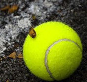 /album/tenis/tennis-ballhd1080p-jpg/